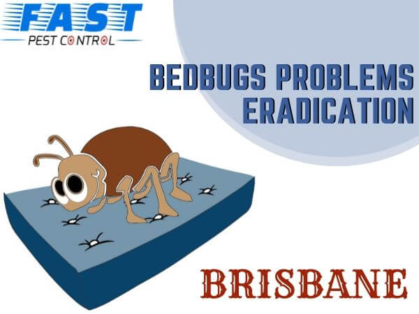 bedbugs control brisbane