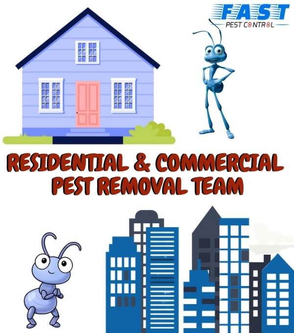 Residential & Commercial Pest Control Adelaide