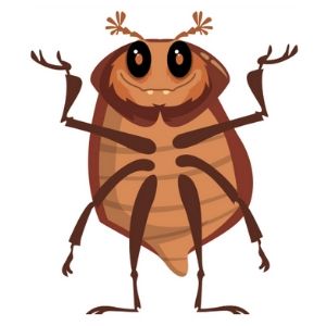 cockroach control Adelaide
