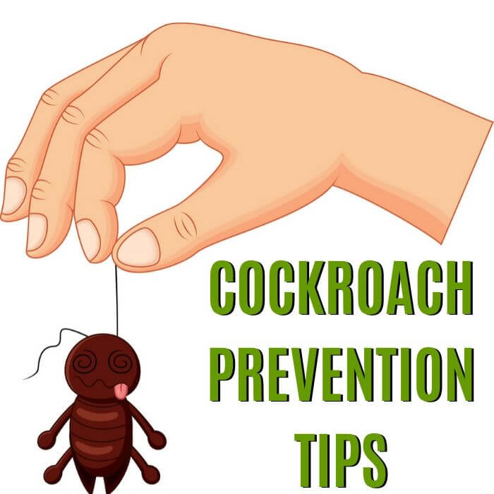 cockroach prevention tips