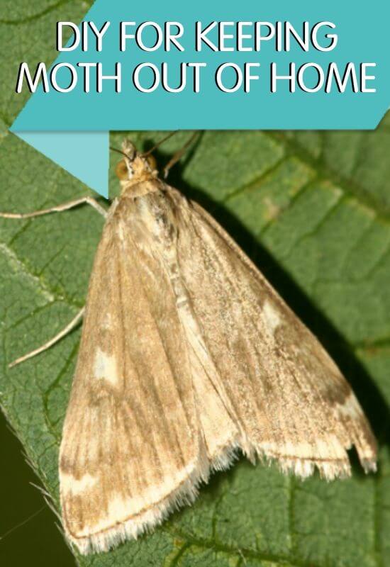 diy for moth control brisbane