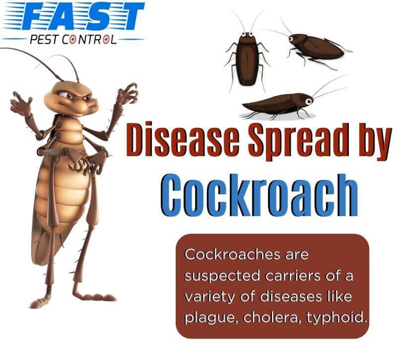 Disease Spread by Cockroach