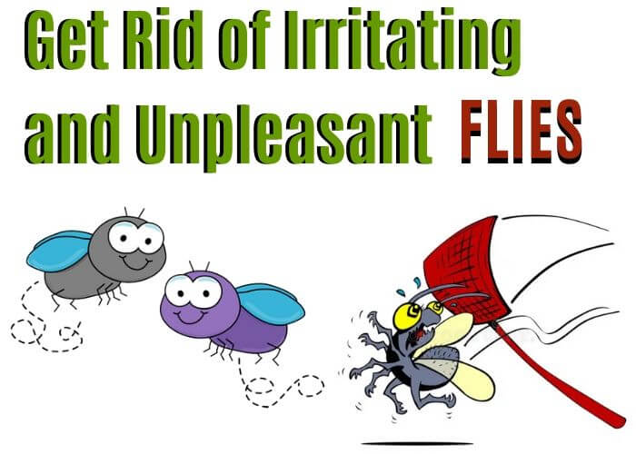 FLY CONTROL BRISBANE-GET RID OF FLIES