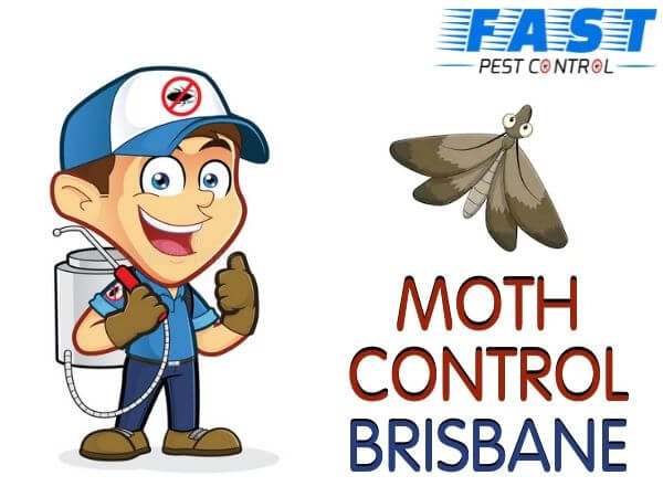 moth control brisbane