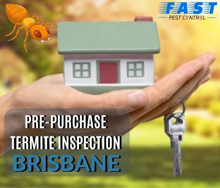 pre purchase termite inspection & control brisbane