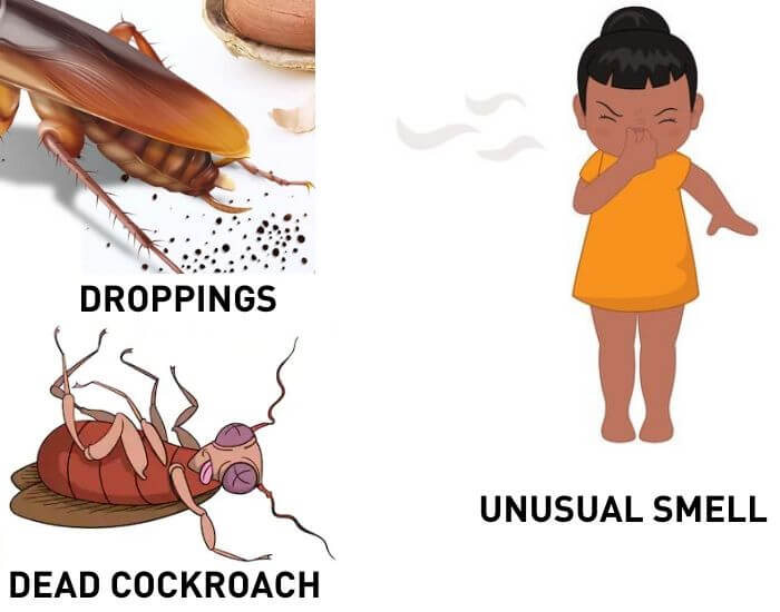 signs of roaches infestation