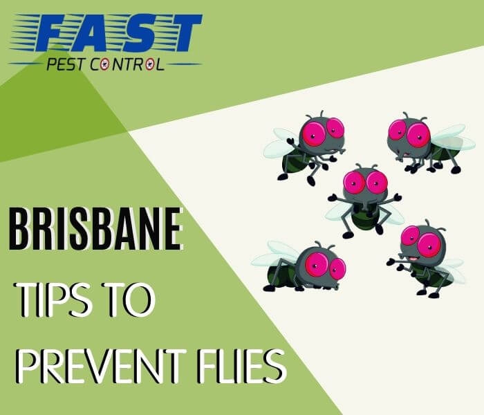 tips to prevent and FLY CONTROL BRISBANE