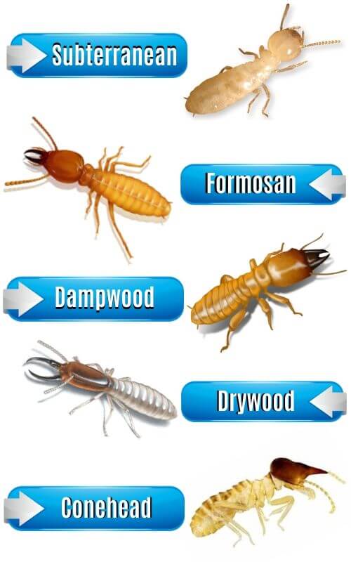 types of termite