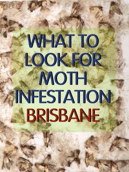 sign of moth infestation