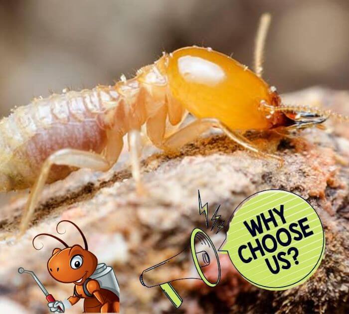 why choose fast termite control brisbane