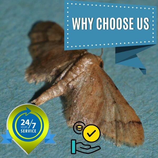 why choose fast moth control brisbane