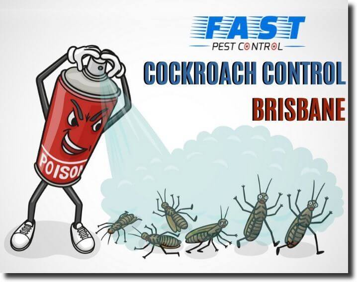 cockroach control brisbane