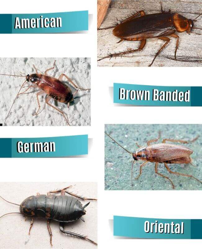 type of cockroaches