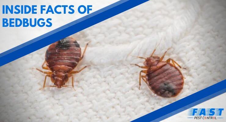 Inside Facts of Bedbugs