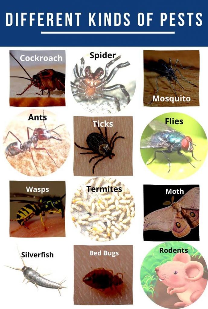 Different Kinds of Pest