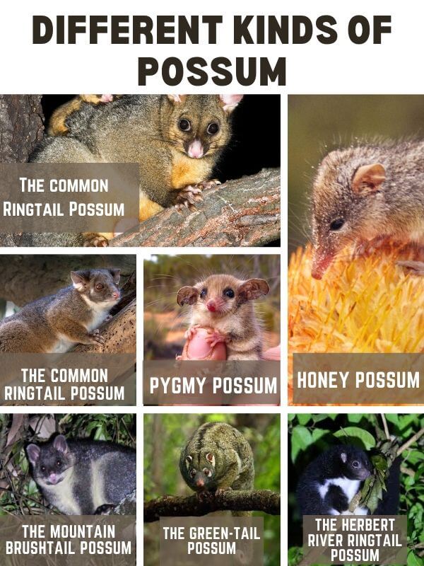 Different Kinds of Possum