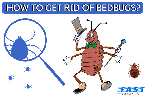 HOW TO GET RID OF BEDBUGS