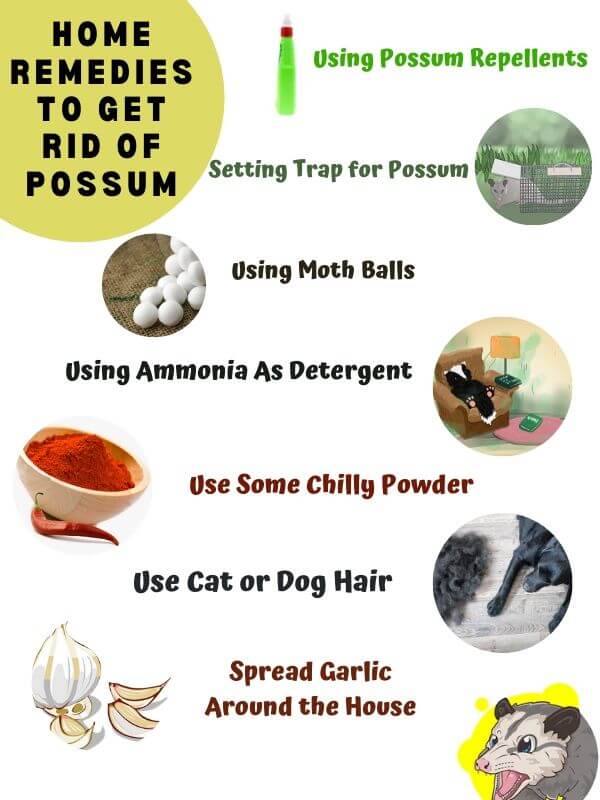 Home Remedies To Get Rid of Possums