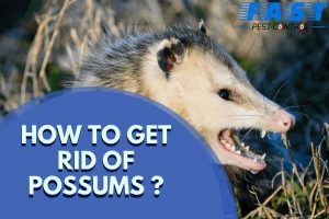 How to Get Rid of Possums