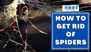 How to Get Rid of Spiders