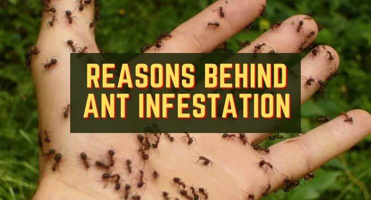 Reasons behind ant infestation