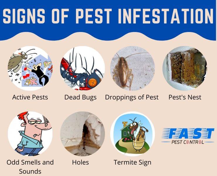 Signs of Pest Infestation