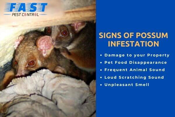 Signs of Possum Infestation