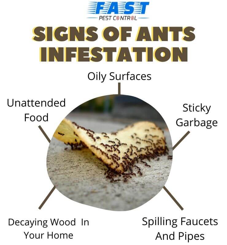 Signs of Ants infestation