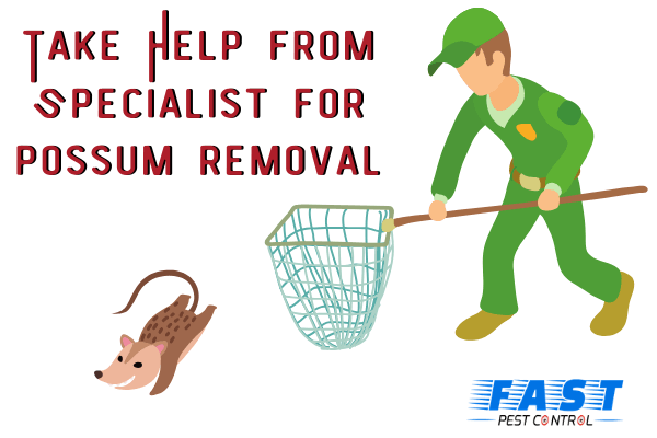 take help from spwcialist for possum removal
