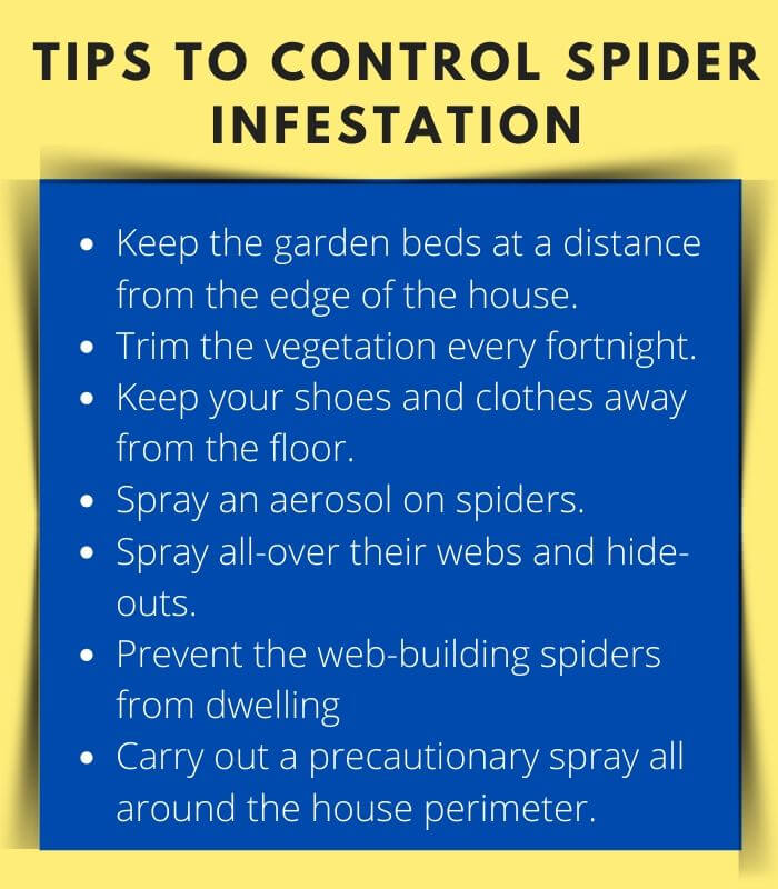 Tips to control Spider Infestation