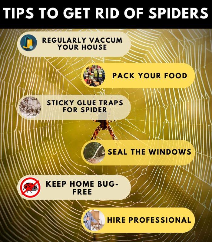 tips to get rid of spiders