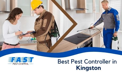 Best Pest control Kingston