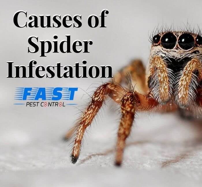 Causes of Spider Infestation