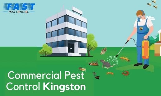 Commercial Pest Control Kingston