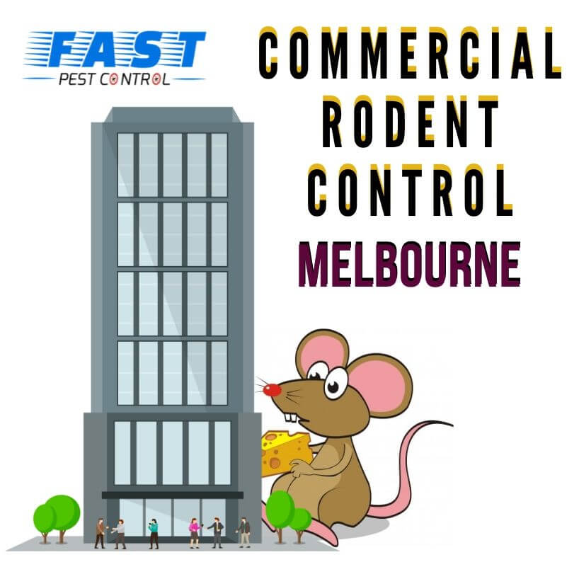 Commercial Rodent Control Melbourne
