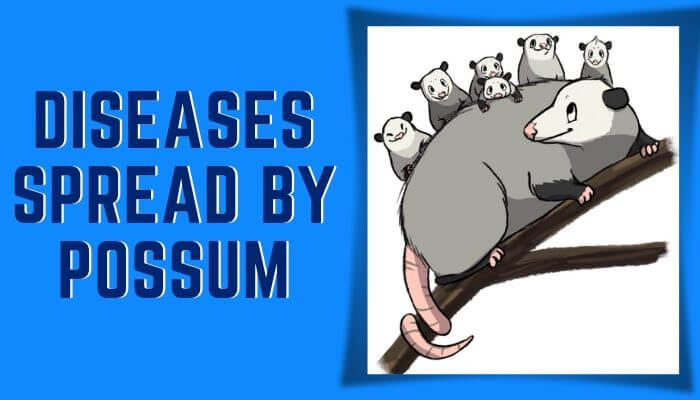 Disease spread by Possum