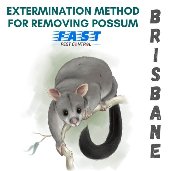 Extermination Method for Possum Removal Brisbane