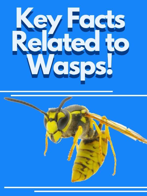 Facts related to Wasps