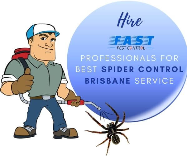 Fast Spider Control Brisbane Service