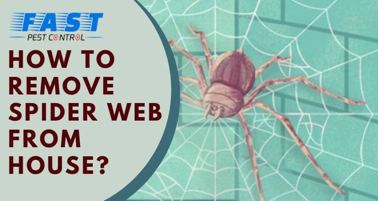 How to Remove Spider Web