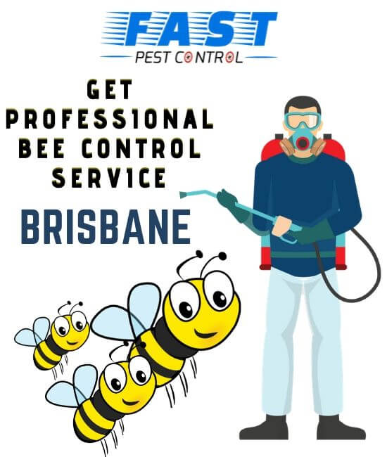 Professional Bees Control Brisbane