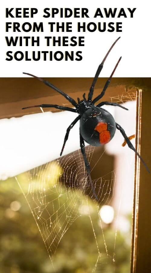 Residential spider control Brisbane