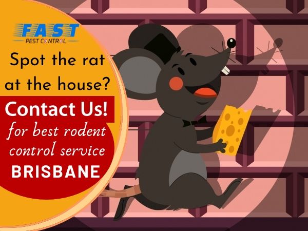 Rodent control service Brisbane