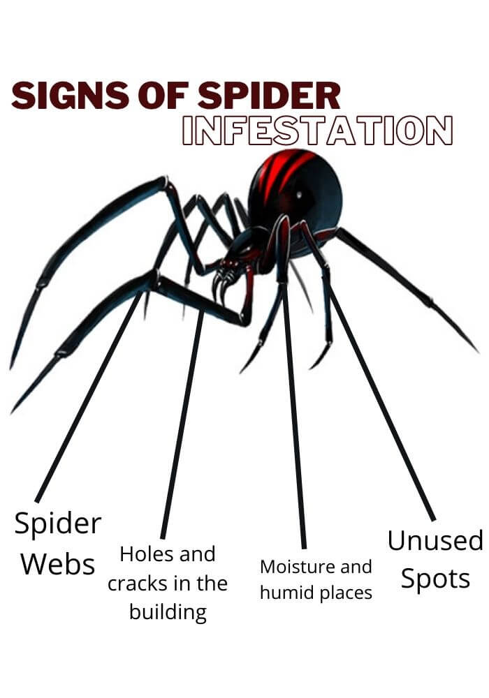 Signs of spider infestation