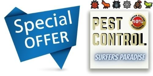 Special offer on pest control surfers paradise