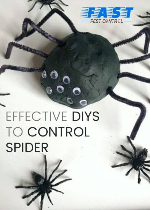 Spider control Brisbane