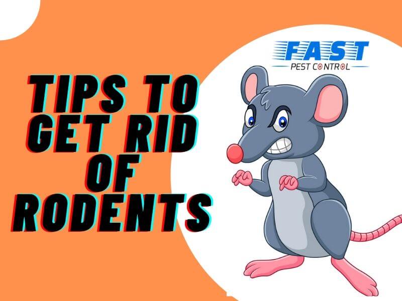Tips to Get Rid of Rodents