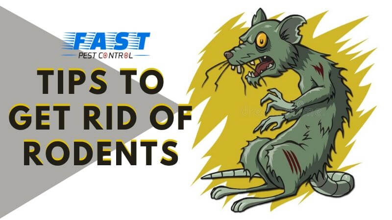 Tips to get rid of Rodents