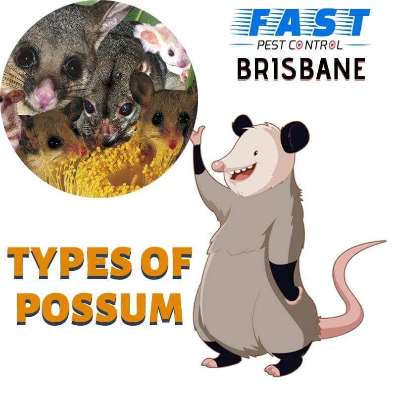 Types of Possums