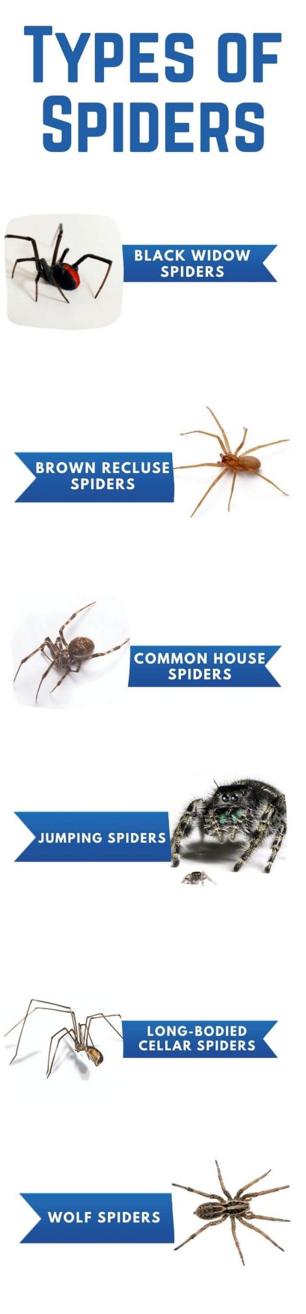 Types of spiders in Brisbane